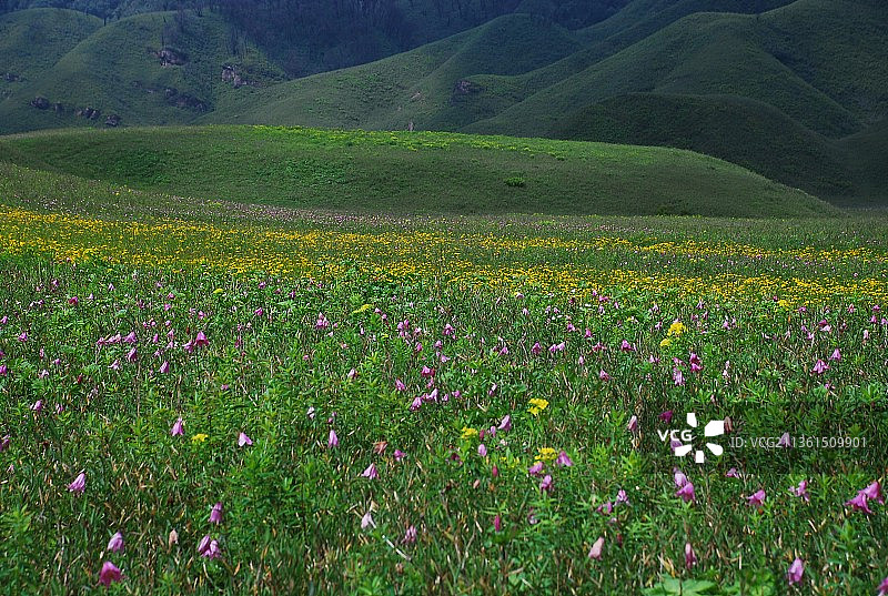 印度田野上的鲜花盛开美景图片素材