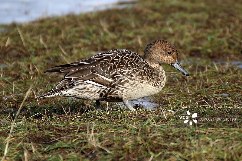 害羞的针尾鸭，俄罗斯的雌性绿头鸭图片素材