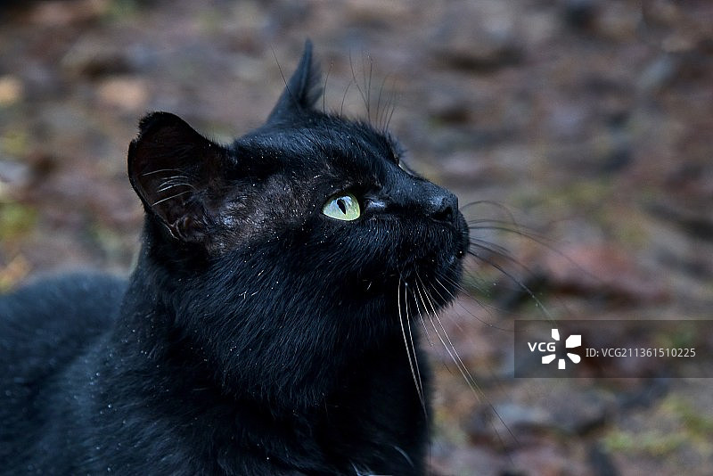 黑猫特写，俄罗斯图片素材