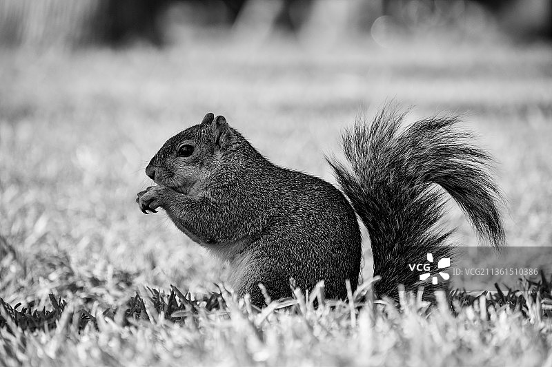 田野上的灰色松鼠特写图片素材