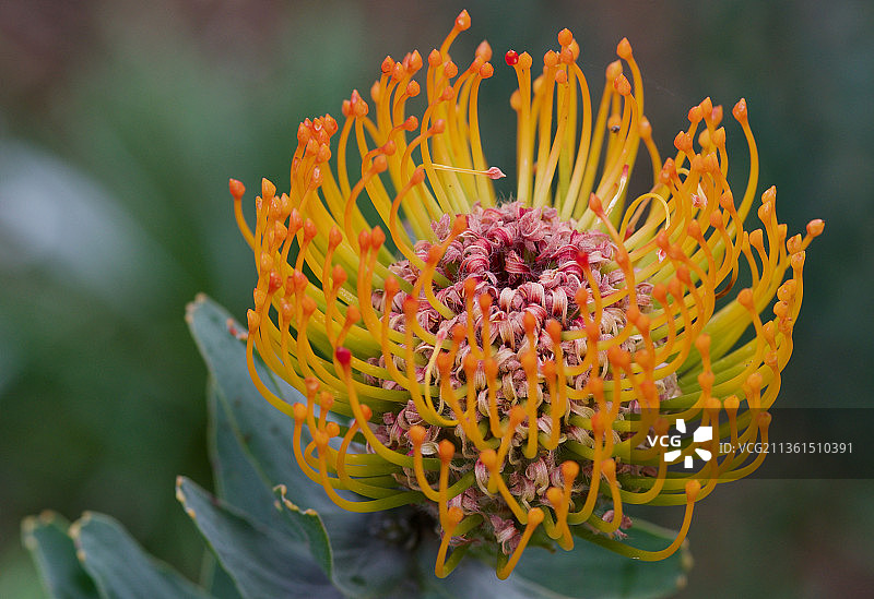 鲜艳的针垫花：黄色花朵特写图片素材