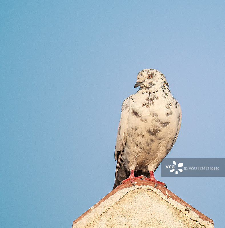 在顶部，老鹰栖息在屋顶上，多哈，卡塔尔图片素材