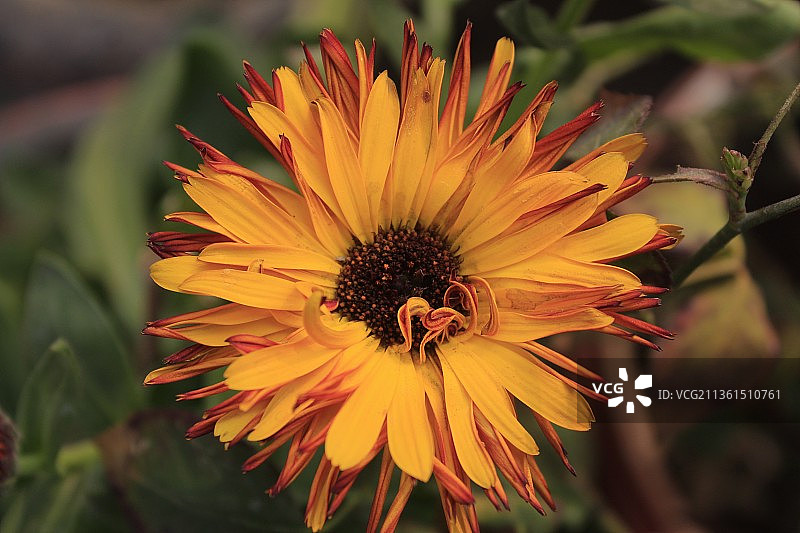 黄色花朵的特写图片素材