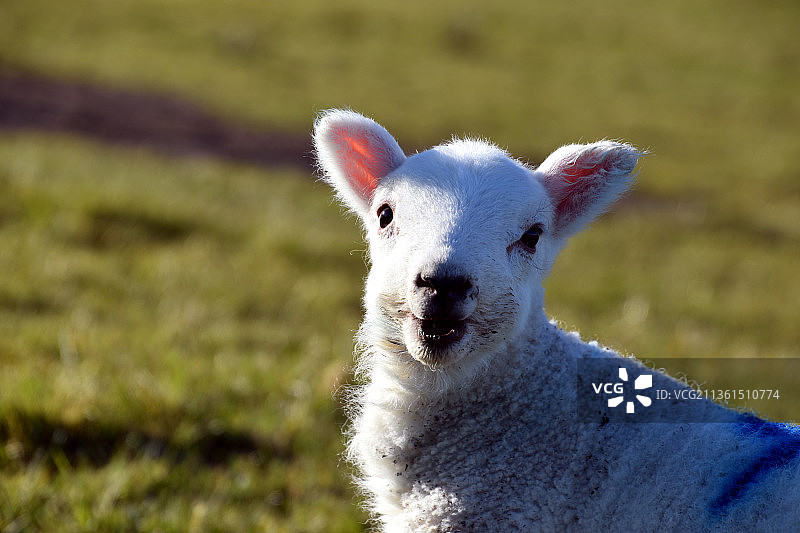 小羊肖像，英国斯特拉斯卡伦图片素材
