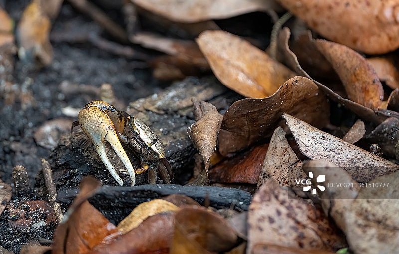 泥蟹，田野上的蜥蜴特写，美国佛罗里达州布雷登顿图片素材