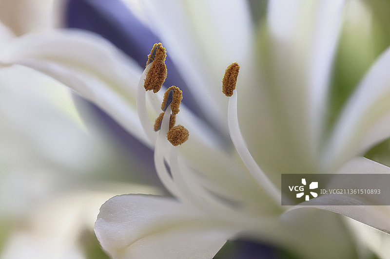 白色百子莲特写，奥克兰，新西兰图片素材