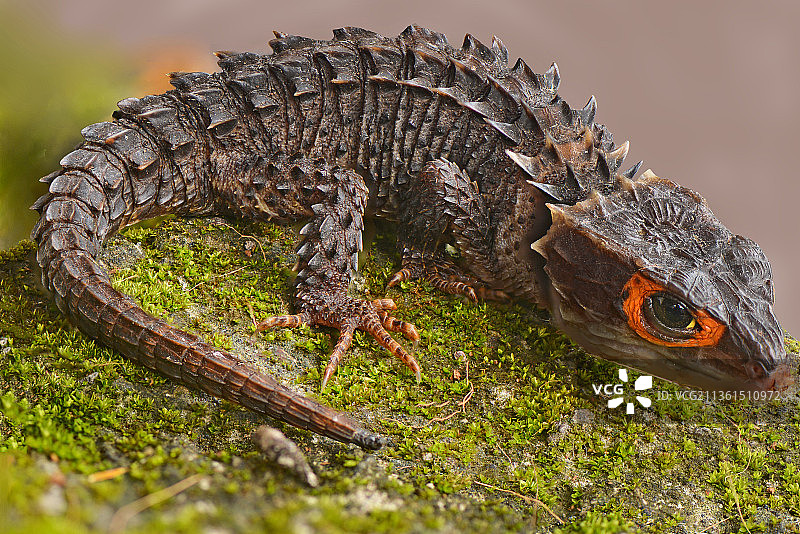 石龙子特写图片素材