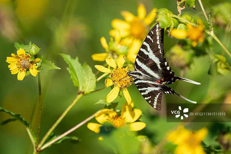 蝴蝶在黄色花朵上采蜜特写，美国佛罗里达州坦帕市图片素材