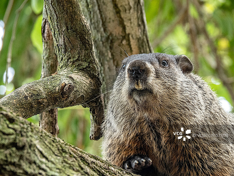 土拨鼠日：树干上的松鼠特写（美国纽约州奈ack海滩州立公园）图片素材