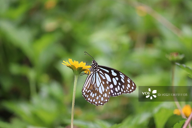 蓝色老虎蝴蝶在花上采蜜特写图片素材