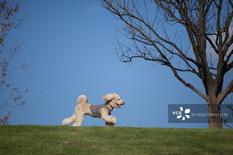 宠物纯底设计素材模板图片素材