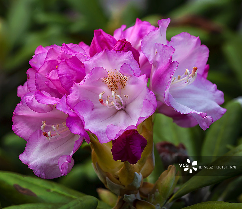 春季花卉：粉色玫瑰花特写图片素材