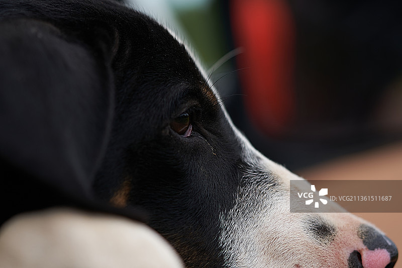 巴拉圭狗狗特写图片素材