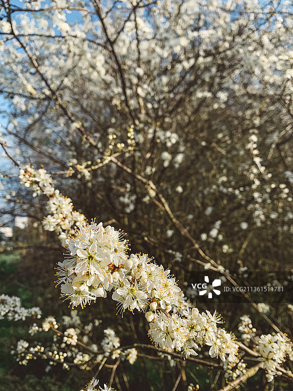 复古风樱花树特写（荷兰埃因霍温）图片素材