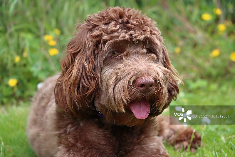 花园里可爱的巧克力可卡犬幼犬肖像特写图片素材