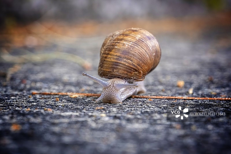 特写的蜗牛图片素材