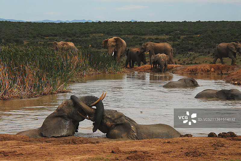 野生动物：非洲，大象在水坑中嬉戏（南非阿多大象国家公园）图片素材