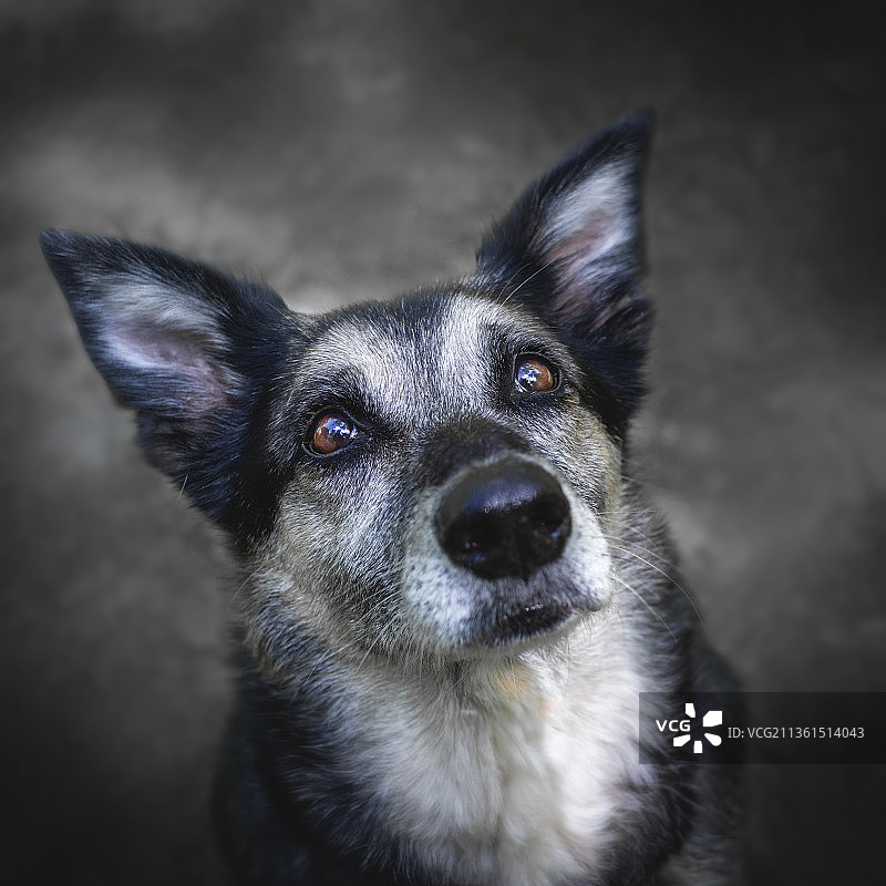 德国斯塔德的狗狗Leo的特写图片素材