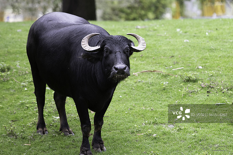 美国佛罗里达州湾湖：田野中站立的奶牛肖像图片素材