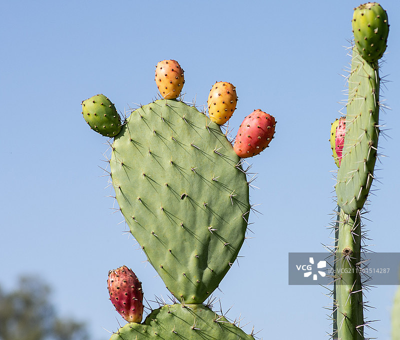 晴空下的仙人掌特写图片素材