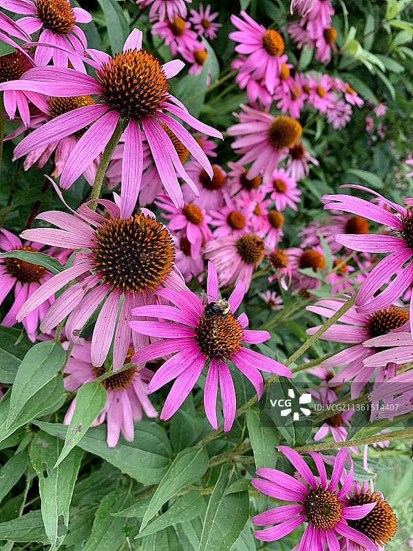 鲜艳的花朵，粉红色开花植物特写，美国图片素材