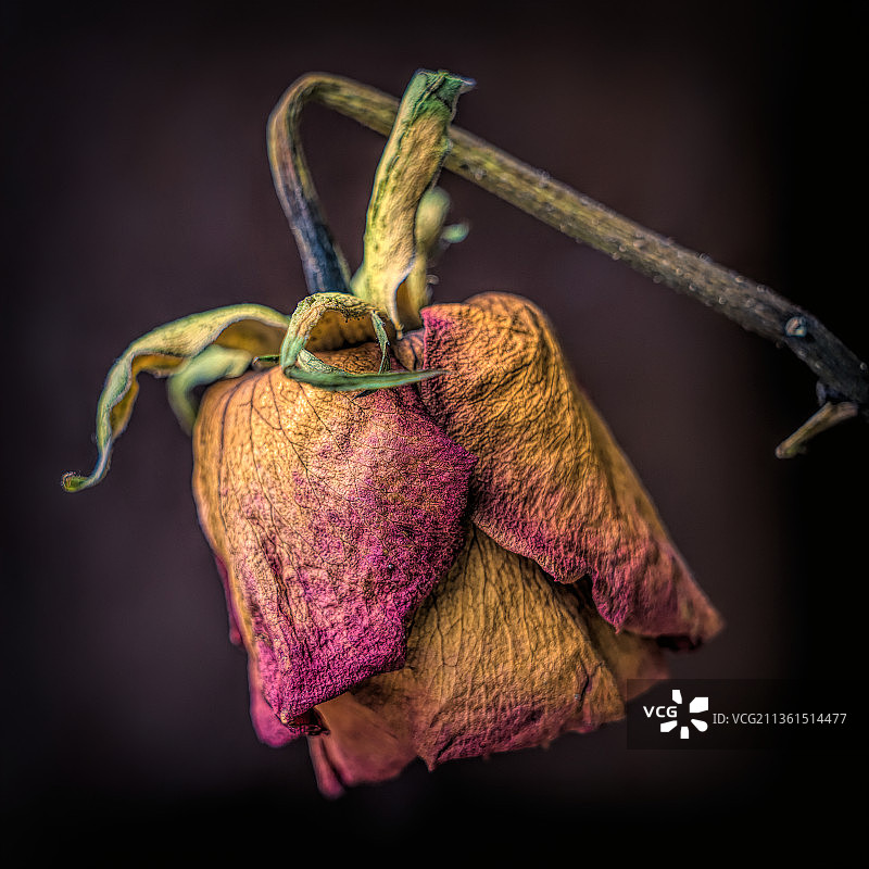 黑色背景下凋谢花朵的特写图片素材