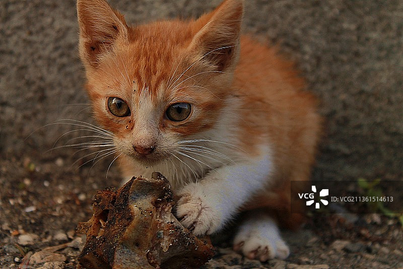 田野上的小猫特写图片素材