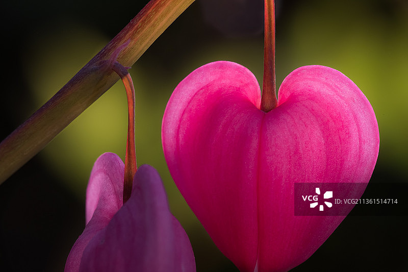你是我的心，粉红色开花植物特写，德国威斯巴登图片素材