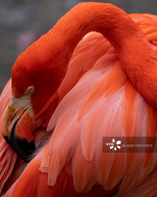 红色火烈鸟特写，汉诺威，德国图片素材
