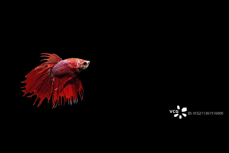 斗鱼特写：黑色背景下的暹罗斗鱼图片素材