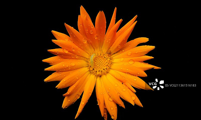 黑色背景下的湿花特写图片素材