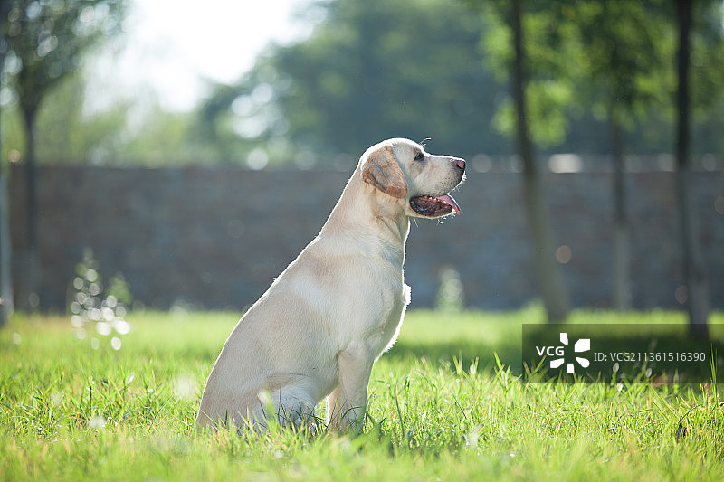 宠物拉布拉多纯底设计素材模板图片素材