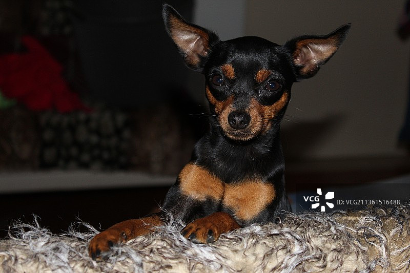 小鹿犬居家沙发肖像照图片素材