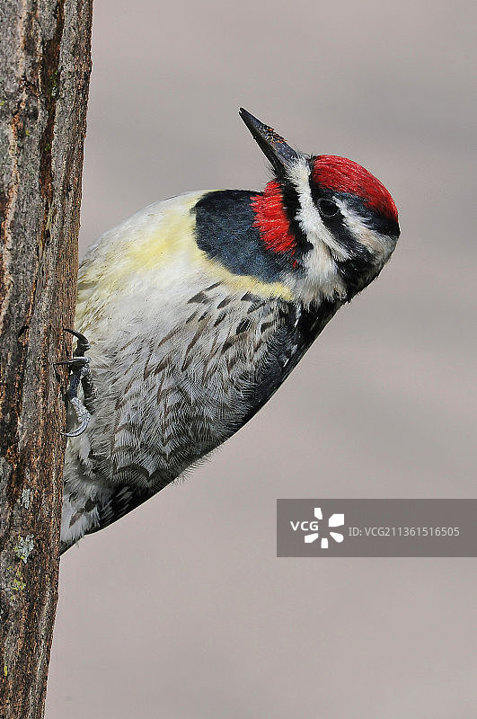 黄腹啄木鸟特写，栖息在美国北池自然保护区的树枝上图片素材