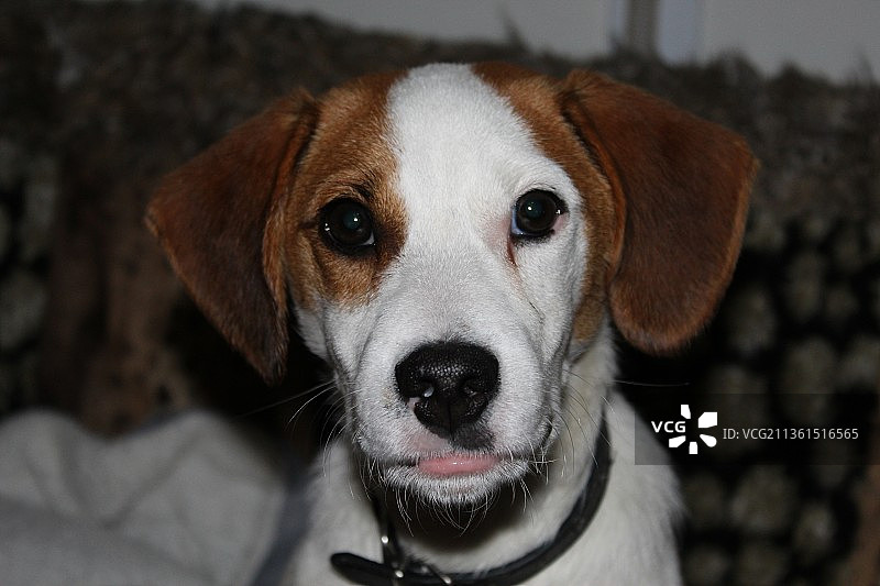 比格犬特写肖像图片素材