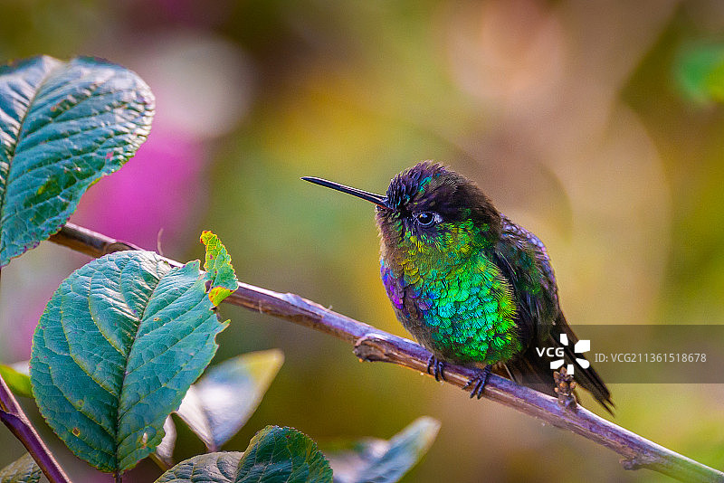 火喉蜂鸟特写：栖息在植物上的热带蜂鸟图片素材