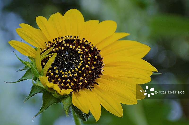 向日葵特写，德赖，巴基斯坦图片素材