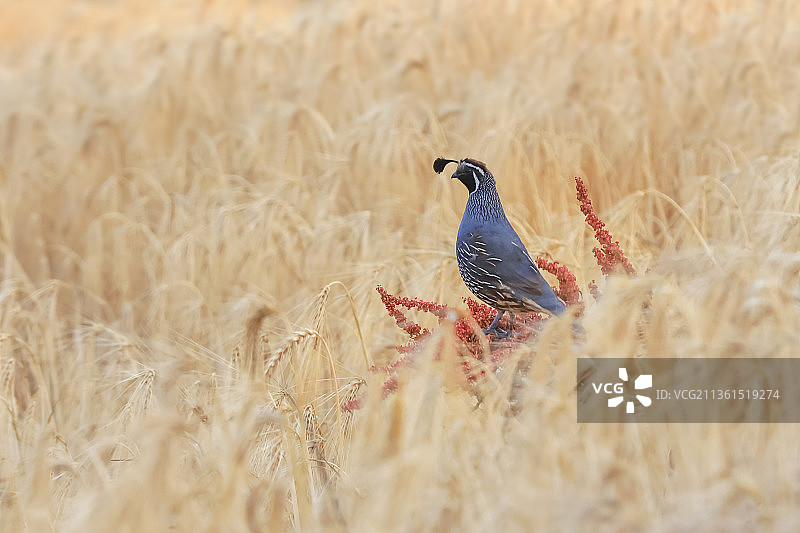 加州鹌鹑，麦田生长特写图片素材