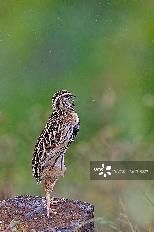 印度马哈拉施特拉邦鹌鹑鸣叫特写图片素材