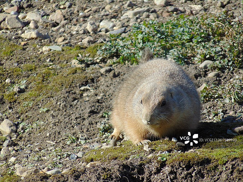 圈养的土拨鼠：岩石上的土拨鼠特写图片素材
