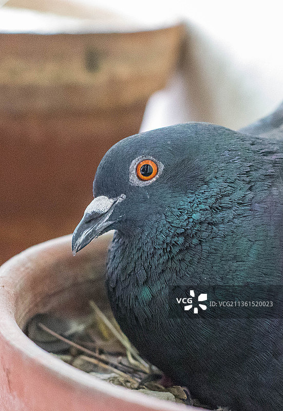 鸽子鸟瞰特写图片素材