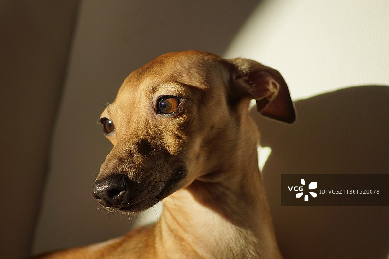 特写：意大利灵缇犬图片素材