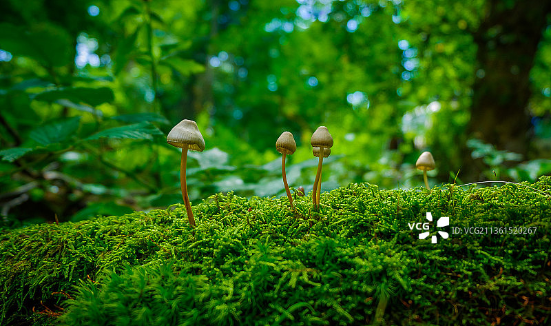 树干上生长的蘑菇特写图片素材