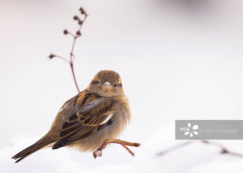 冬季麻雀特写，鸣雀栖息在雪地上图片素材
