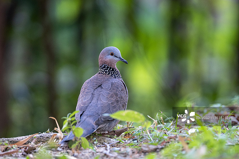 中国澳门原野上的鸽子特写图片素材