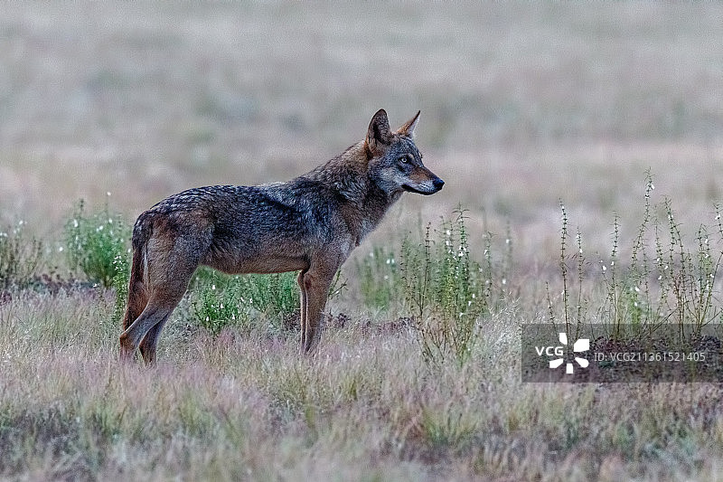 草原上的狼图片素材