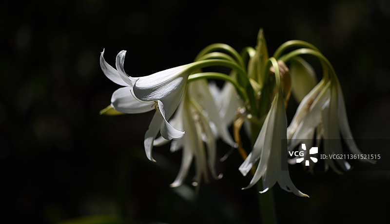 圣菲利普之花，白色开花植物特写，圣菲利普，智利图片素材
