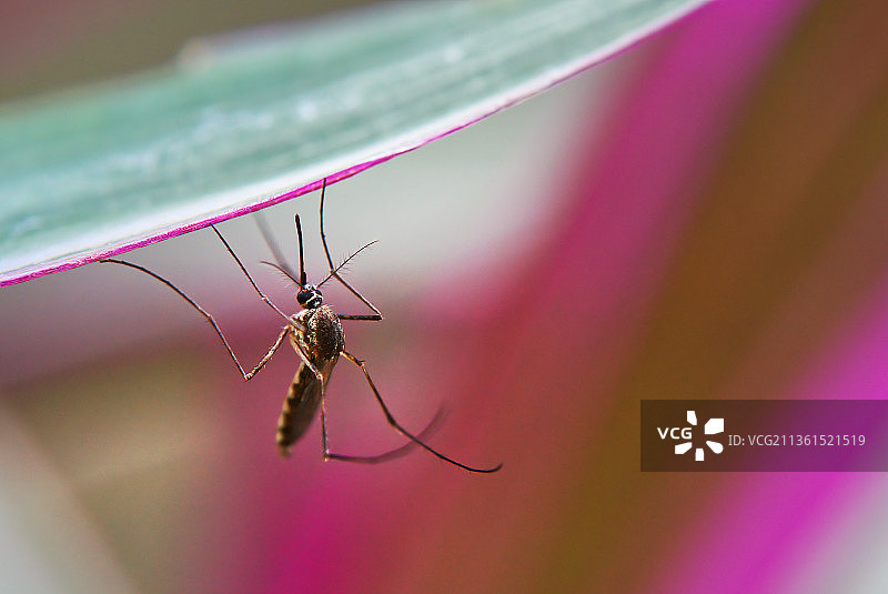 昆虫在叶子上的特写图片素材