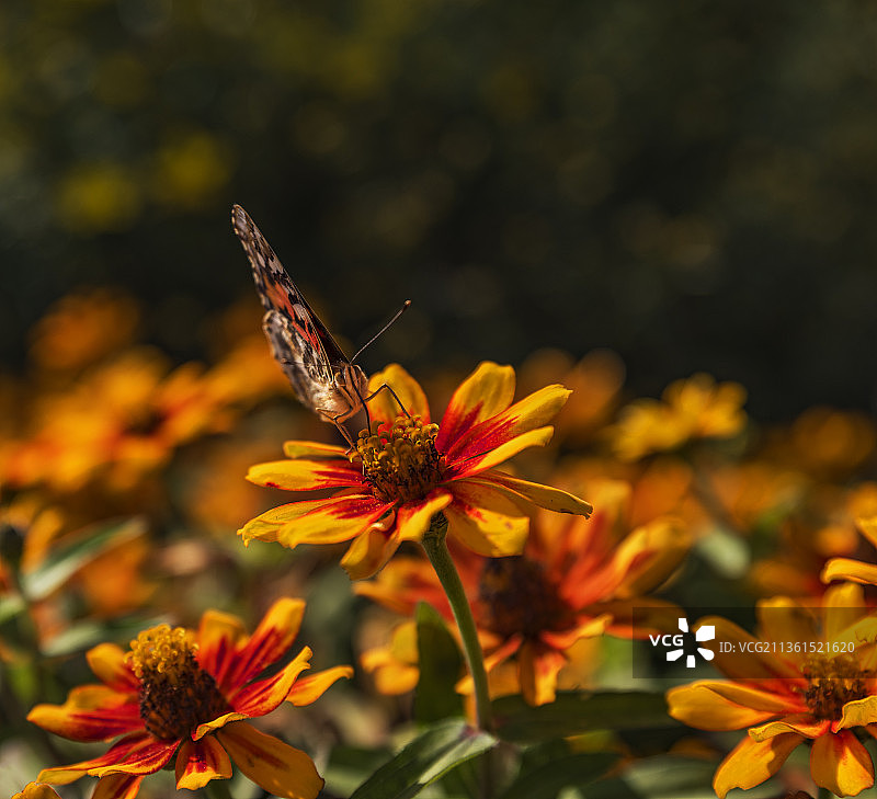 蝴蝶在黄花上授粉的特写图片素材