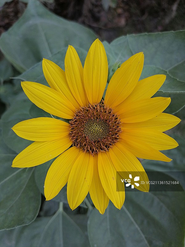 向日葵特写，巴基斯坦图片素材